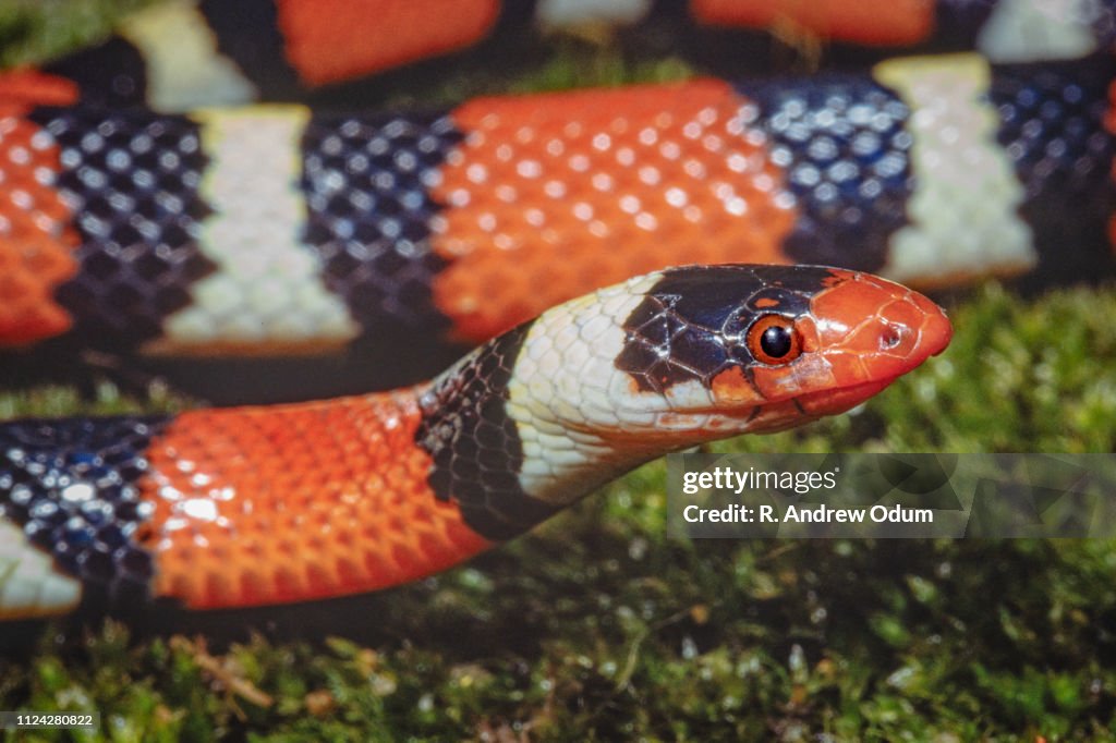 Scarlet kingsnake