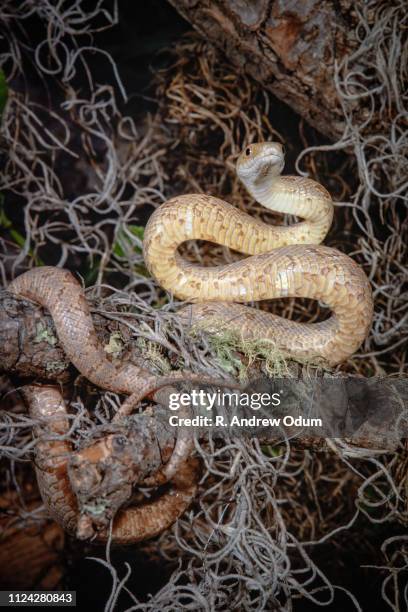yellow rat snake in tree - juvenile - rat snake florida stock pictures, royalty-free photos & images