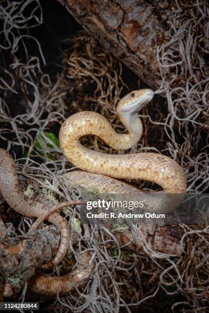 yellow rat snake in tree - juvenile - rat snake florida stock pictures, royalty-free photos & images