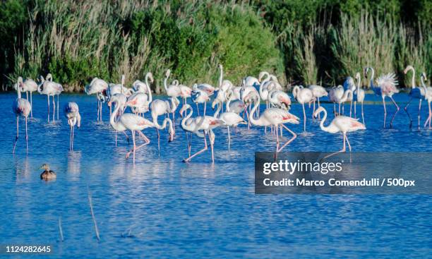 Gli animatori indossando fenicottero rosa costumi a Ambleside torcia  olimpica evento, Lake District, UK Foto stock - Alamy