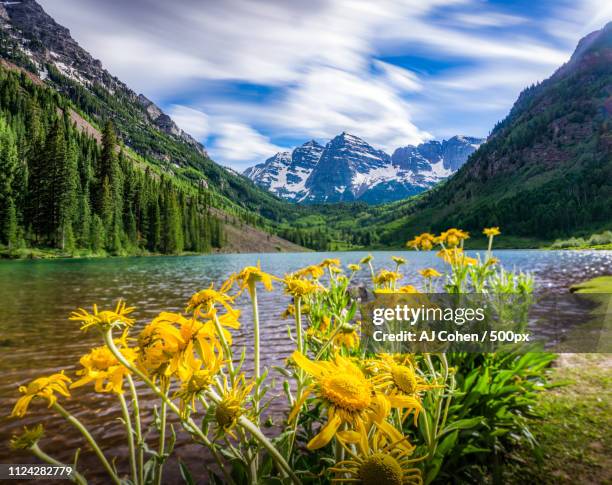 daisy bells - maroon bells summer stock pictures, royalty-free photos & images