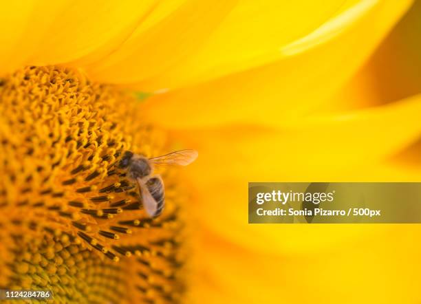 macro abeja en girasol - sonia pizarro fotografías e imágenes de stock