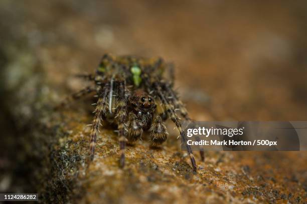 gibbaranea gibbosa - male - pedipalp stockfoto's en -beelden