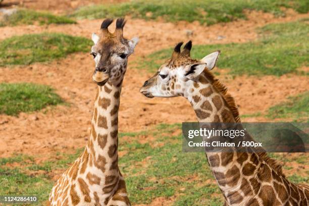 thando and zulu - monarto zoo stock pictures, royalty-free photos & images