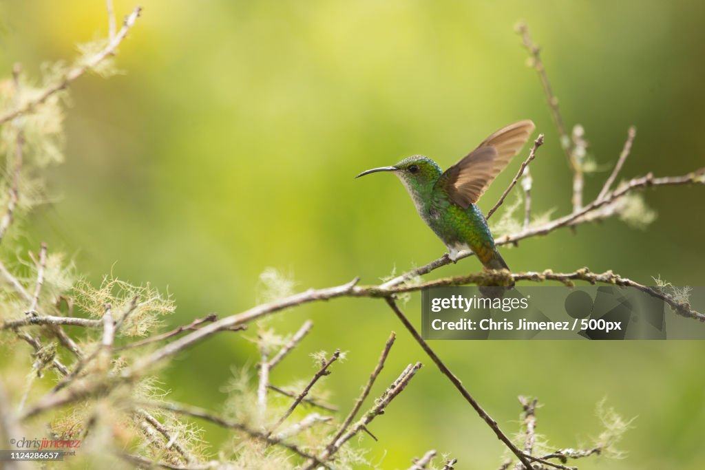 Coppery-Headed Emerald Landing On A Branch