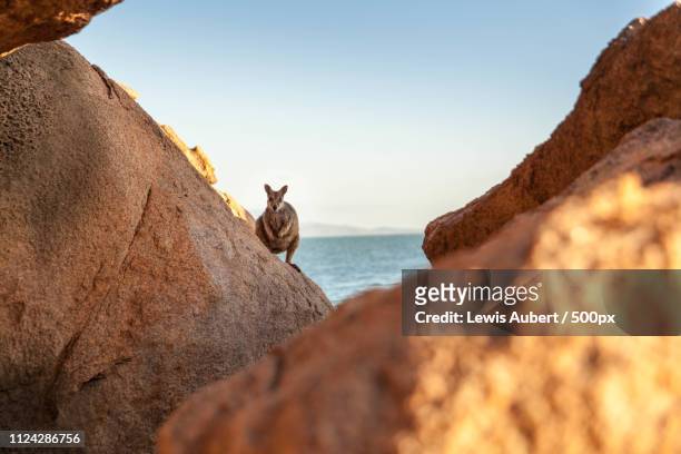 wallaby on rock - wallaby foto e immagini stock