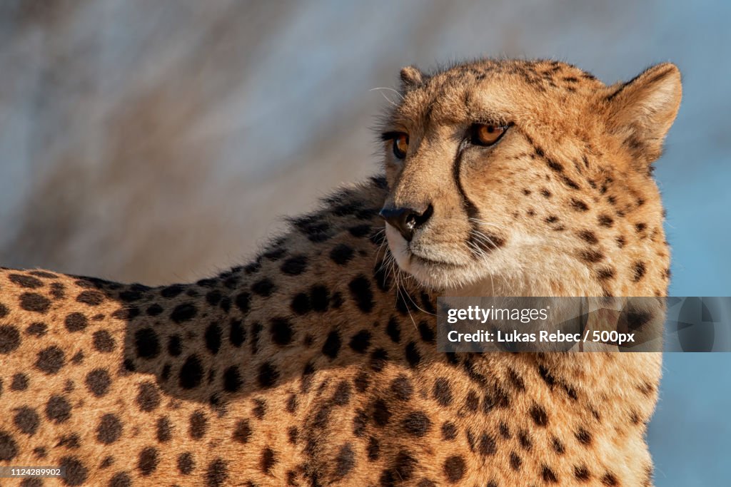Cheetah
