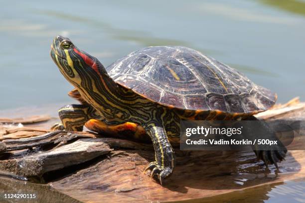 the red turtle - painted turtle stock pictures, royalty-free photos & images