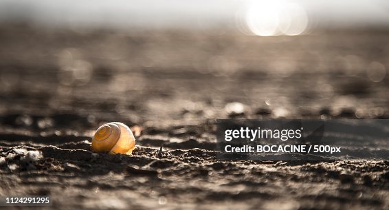 Snail Shellfish Closeup Of Snail Shell High-Res Stock Photo - Getty Images