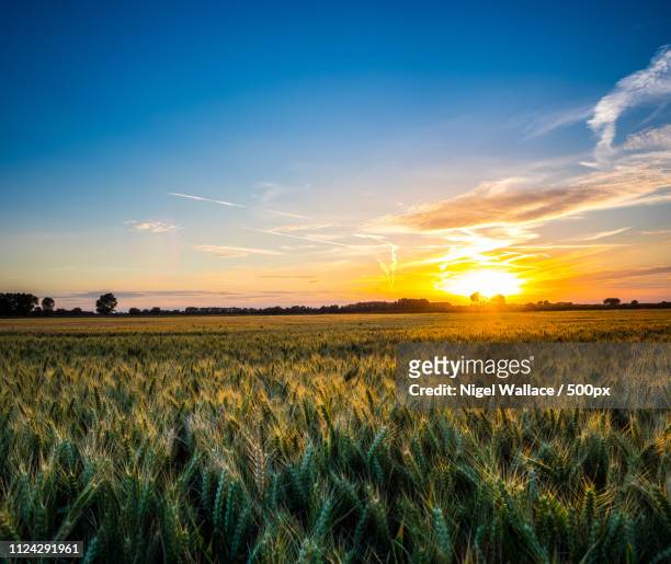 sunset over crop field - suffolk england imagens e fotografias de stock