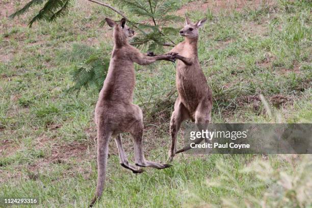dancing kangaroos - thisisaustralia kangaroo stock pictures, royalty-free photos & images