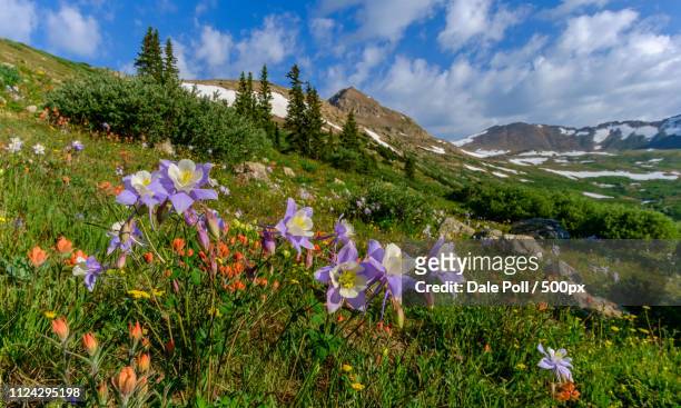 mosquito pass - columbine colorado stock pictures, royalty-free photos & images