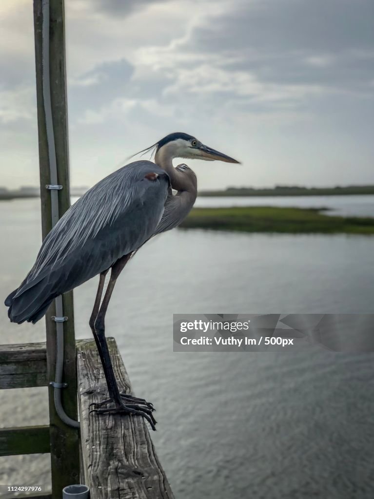 Heron At Ocean Isle Beach