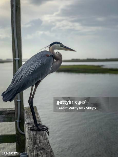 Heron At Ocean Isle Beach High-Res Stock Photo