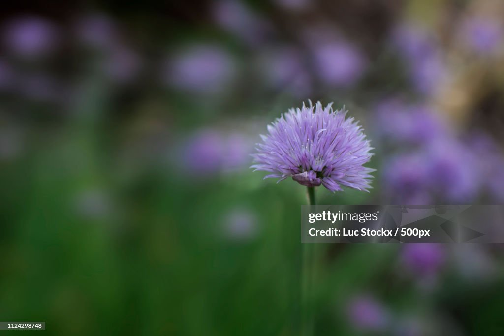 Chives In Bloom