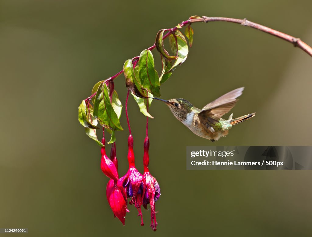 Volcano Hummingbird Costa Rica