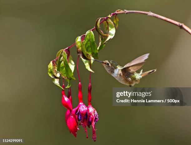 volcano hummingbird costa rica - calliope hummingbird stock pictures, royalty-free photos & images