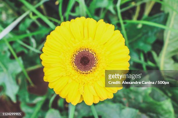 yellow flower - ca nina stock pictures, royalty-free photos & images