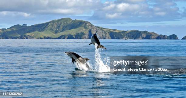 dolphins in the bay of islands - bay of islands new zealand stock pictures, royalty-free photos & images