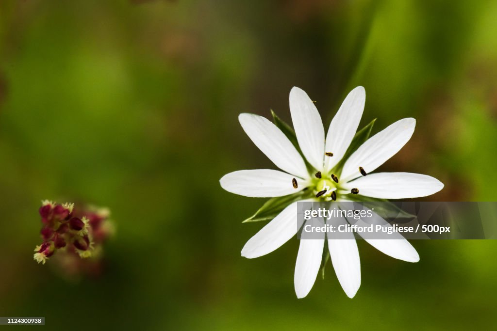 Tiny White Flower