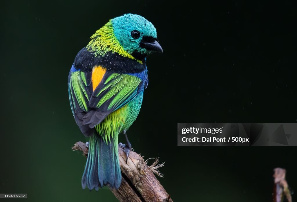 Sa Ra-Sete-Cores Green-Headed Tanager Tangara Seledon