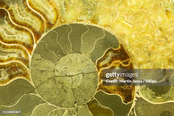 great polished example of ammonite shell viewed in section revealing the internal chambers and septa - golden ratio stock-fotos und bilder