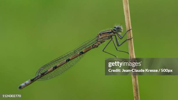 damselfly - damselfly stock pictures, royalty-free photos & images