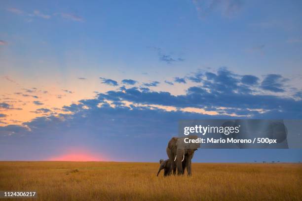 sunset elephants - african elephants sunset stock pictures, royalty-free photos & images