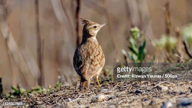 the crested lark - crested lark stock pictures, royalty-free photos & images