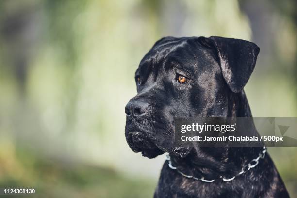 portrait of cane corso dog - cane corso stock pictures, royalty-free photos & images