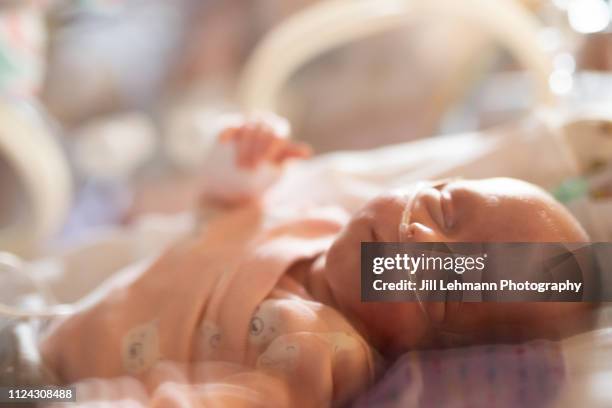 29 week premature in incubator / isolette with oxygen and ng tube in nicu is sleeping peacefully - hospital week stock pictures, royalty-free photos & images