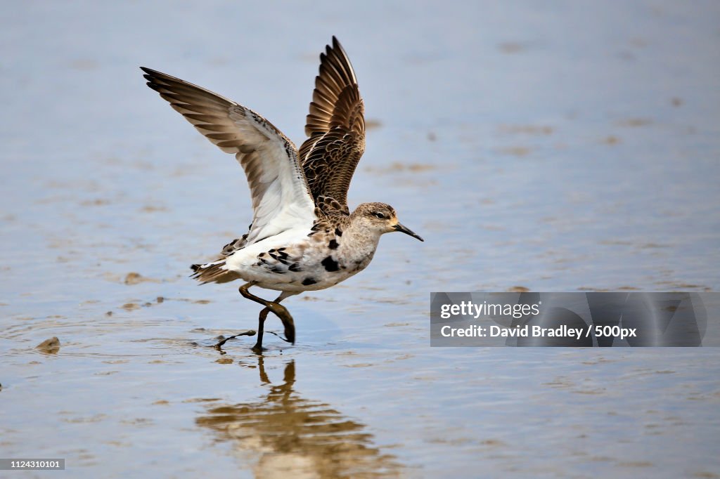 Pectoral Sandpiper