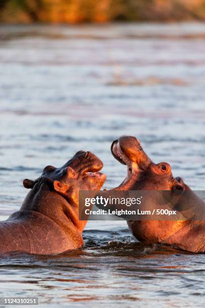 hungry hungry hippos - baby hippo stock pictures, royalty-free photos & images