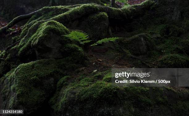 forest53 - farn stock-fotos und bilder