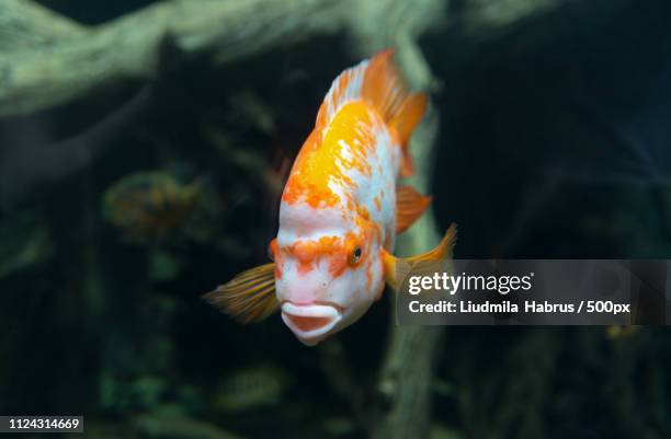 beautiful tropical fish cichlasoma citrinellum - cichlasoma stock pictures, royalty-free photos & images