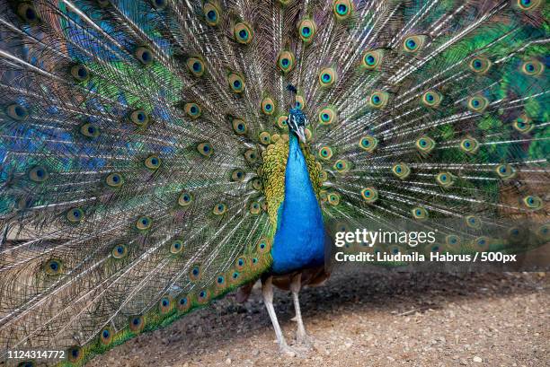 blue peacock spreading its tail like a fan - feather fan dance photos et images de collection