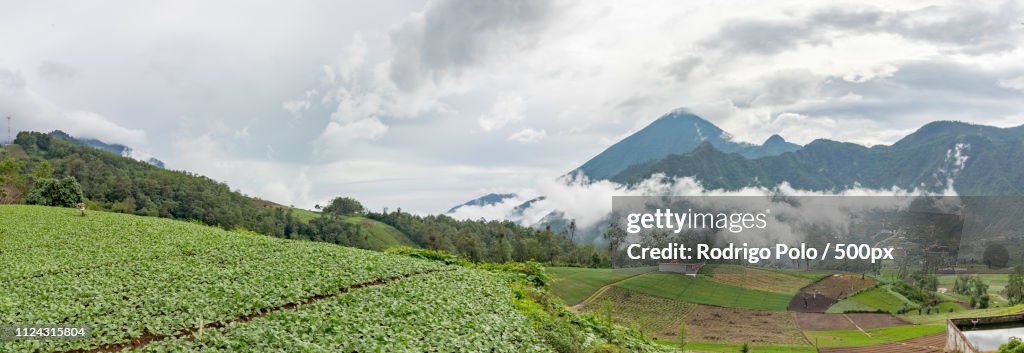 Radish Crops Of Zunil