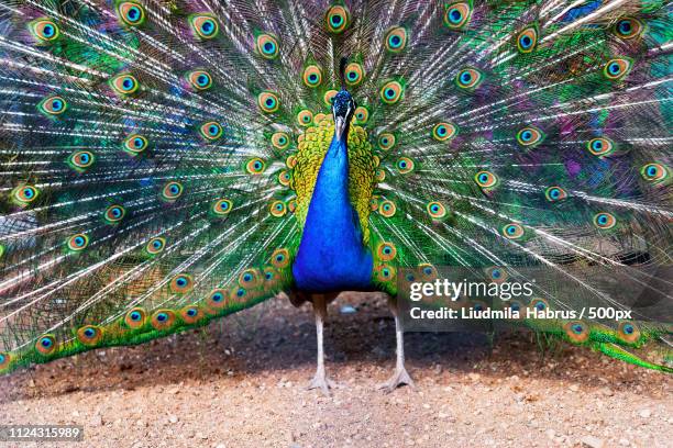 blue peacock spreading its tail like a fan - feather fan dance stock pictures, royalty-free photos & images