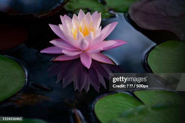 pink blooming water lily flower - lotus bildbanksfoton och bilder