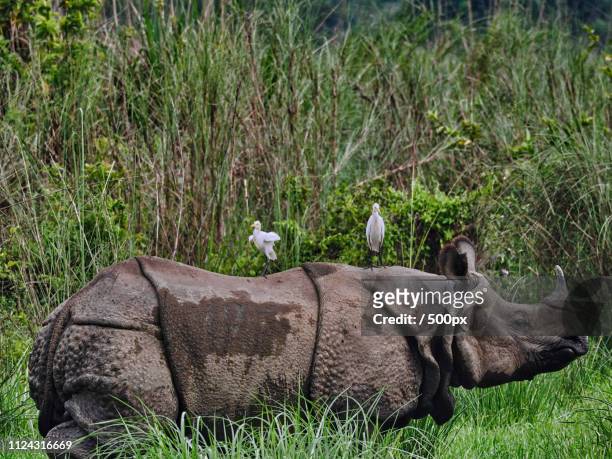 one horned rhino - great indian rhinoceros stockfoto's en -beelden