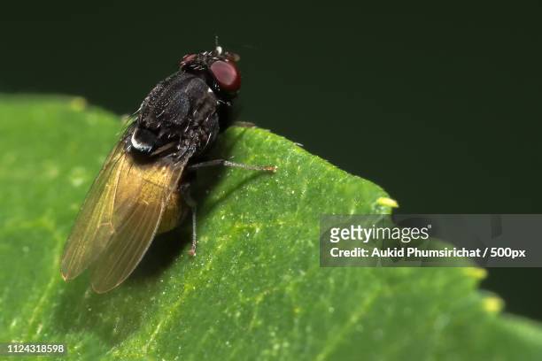 close up photos of fruit fly - drosophila stock-fotos und bilder