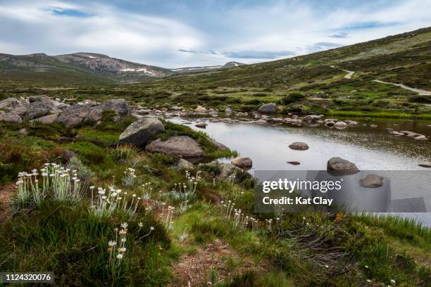 snowy river, kosciuszko national park - thredbo stock pictures, royalty-free photos & images