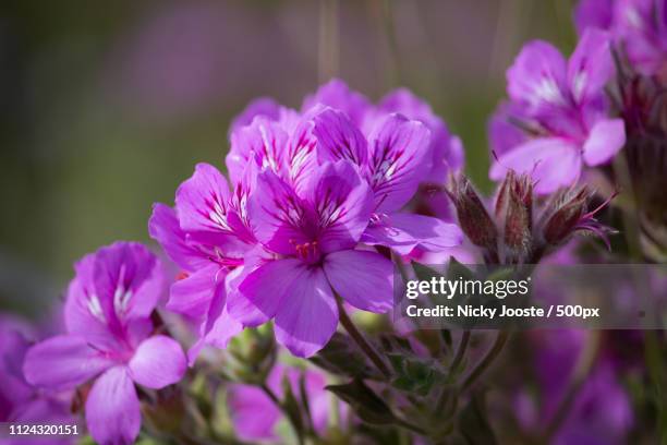pelargoniums - south african geranium stock pictures, royalty-free photos & images