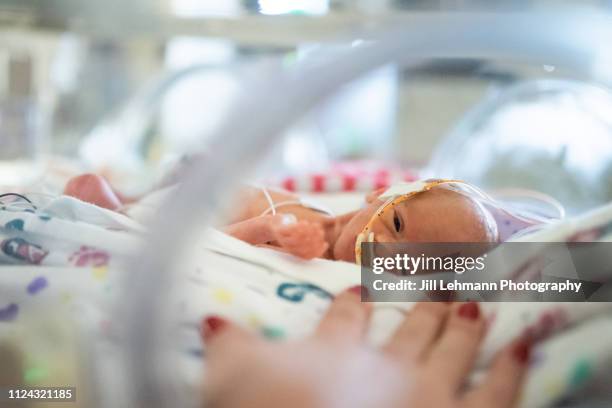 29 week premature baby in isolette / incubator looks through the hole with mother's hand in view - unidad de cuidados intensivos neonatales fotografías e imágenes de stock