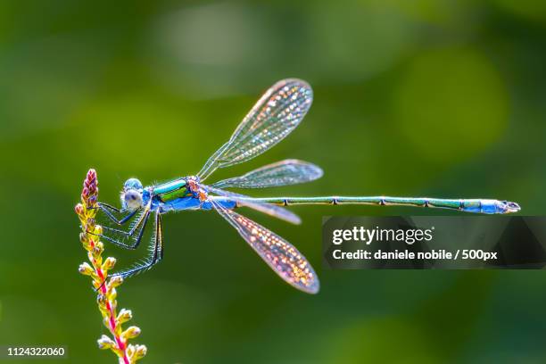 dragonfly on flower in close up - dragon fly stock-fotos und bilder