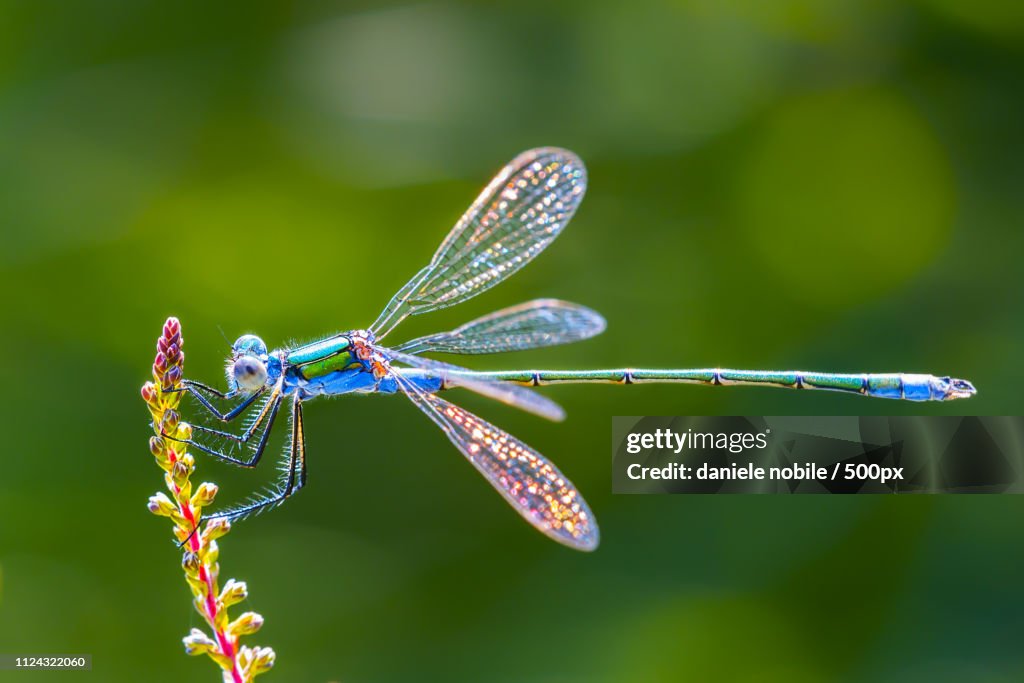 Dragonfly on flower in close up