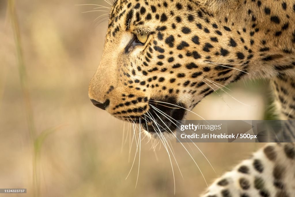 Leopard