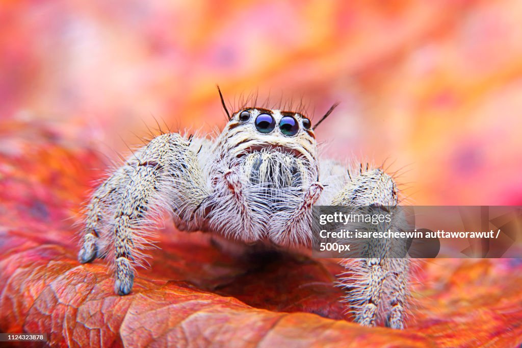 Jumping Spider Hyllus