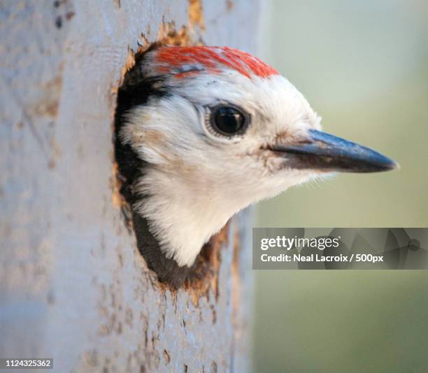 mug shot - woodpecker stock pictures, royalty-free photos & images