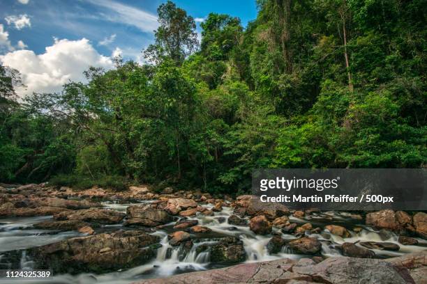 unaffected river in the jungle. - taman negara national park stock pictures, royalty-free photos & images